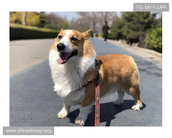 万狗体育下载最新版本,全面支持多平台畅享精彩体育赛事体验 万狗体育下载最新版本,全面支持多平台畅享精彩体育赛事体验